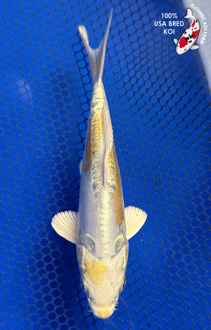 5.5" Doitsu Yamabuki Hariwake Koi #J31325(X9)