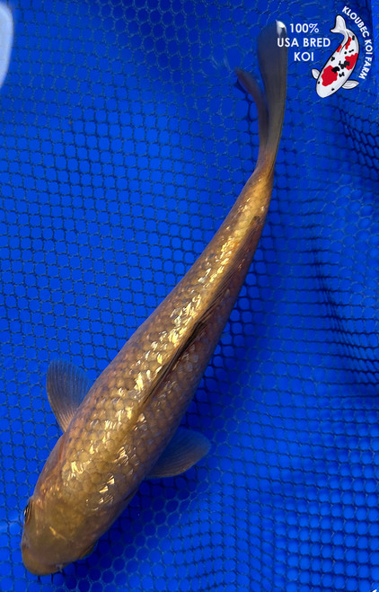 7.5" Gin Rin Chagoi Koi #J31328(X25)