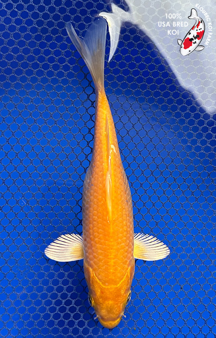 6" Kigoi Koi #J31331(X25)