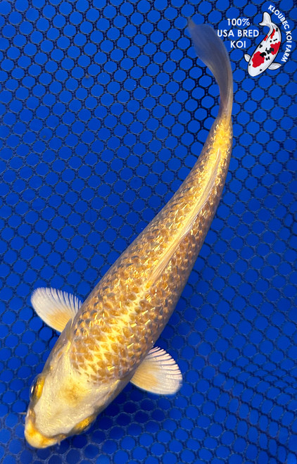 5.5" Gin Rin Yamabuki Ogon Koi #J31332(X25)