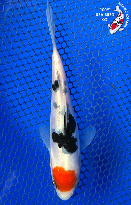 5.5" Beni Kumonryu Koi #J31333(X25)