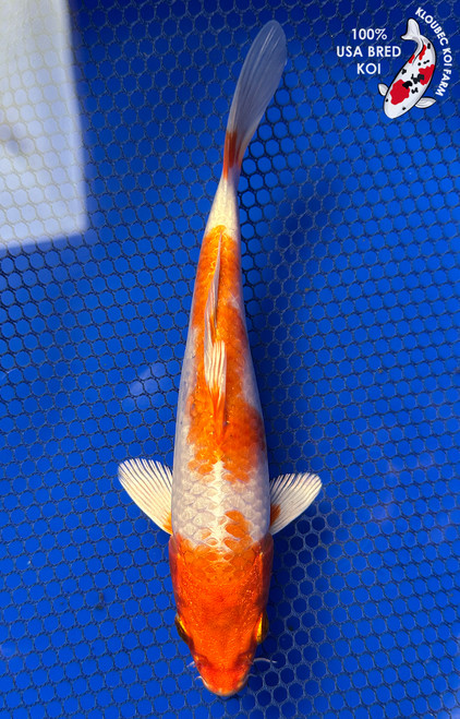 7" Hariwake Koi #J31341(X26)