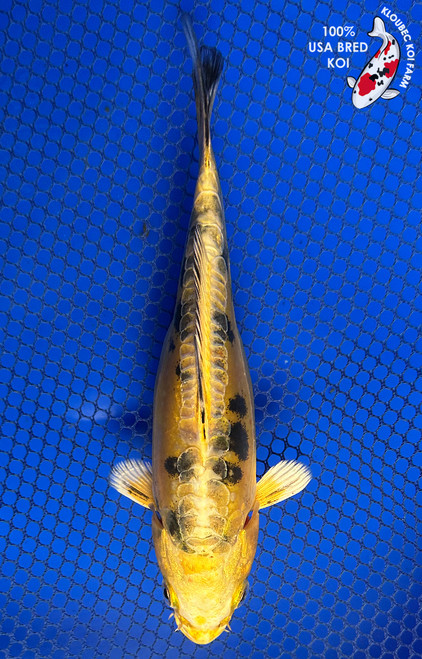 6.5" Doitsu Toro Ogon Koi #J31342(X26)