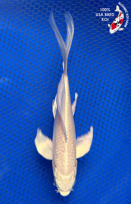 6.5" Platinum Ogon Butterfly Koi #J31345(X26)