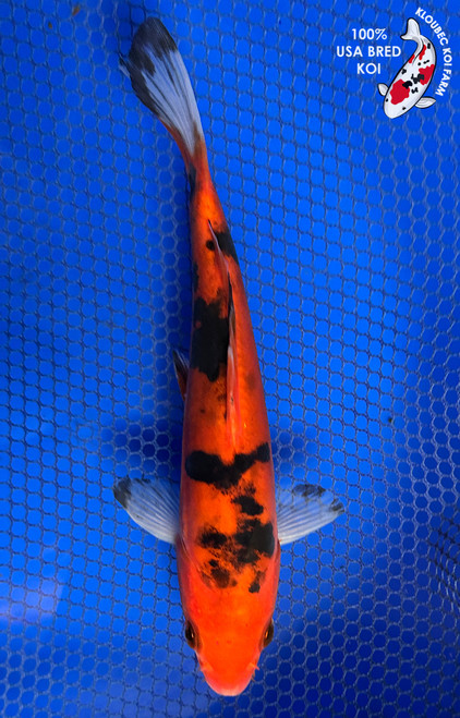 Koi Fish for Sale | Japanese Koi Varieties Online | Kloubec Koi