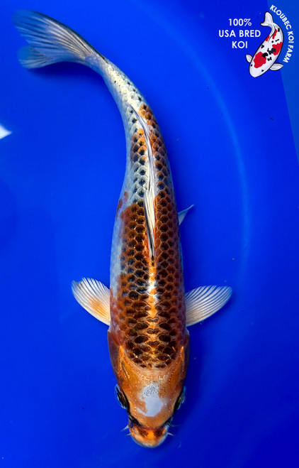こうへい　送料込み　フィッシュベアー5.10×19.7/8×2.9/ Koi Fish for Sale | Japanese Koi Varieties Online | Kloubec Koi