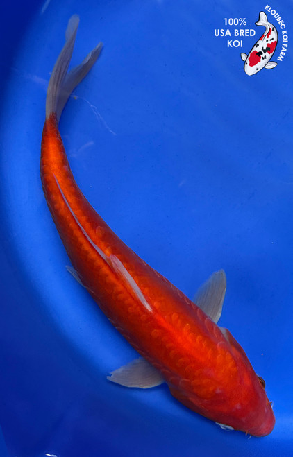 12" Doitsu Benigoi Koi #J3272(S5)