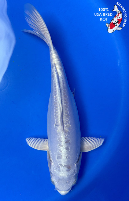 9.5" Doitsu Platinum Ogon Koi #J3273(S5)