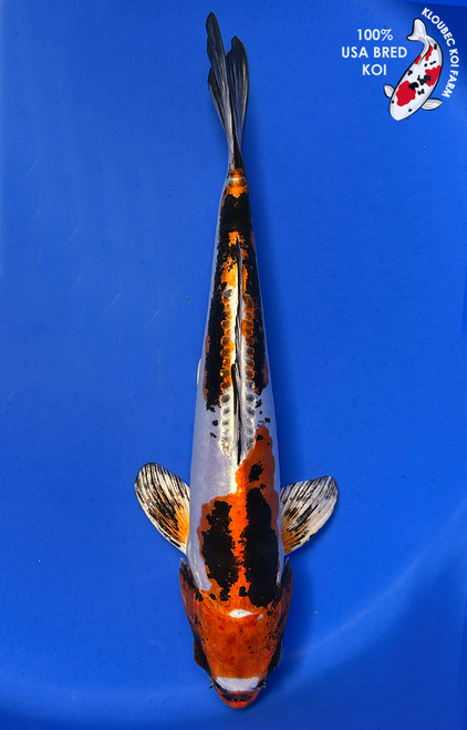 Koi Fish for Sale | Japanese Koi Varieties Online | Kloubec Koi