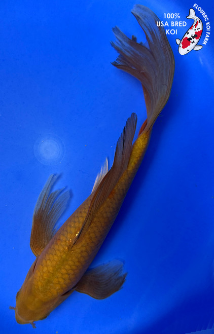 12" Chagoi Butterfly Koi #J3275(S5)