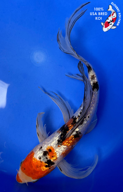 11" Gin Rin Sanke Butterfly Koi #J3277(S5)