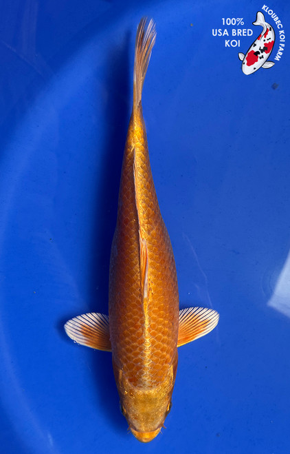 9" Orenji Ogon Koi #J32710(S5)