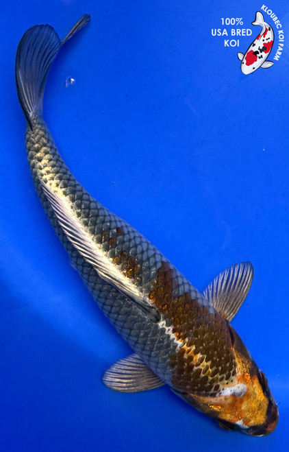 9" "Metallic" Ochiba Koi #J32711(S5)