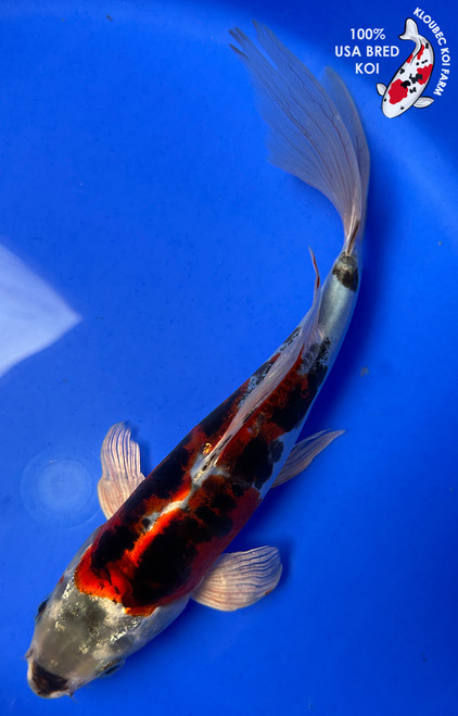 Koi Fish for Sale | Japanese Koi Varieties Online | Kloubec Koi