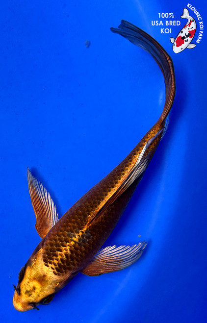 8" Bronze Kin Matsuba Butterfly Koi #J32713(S5)