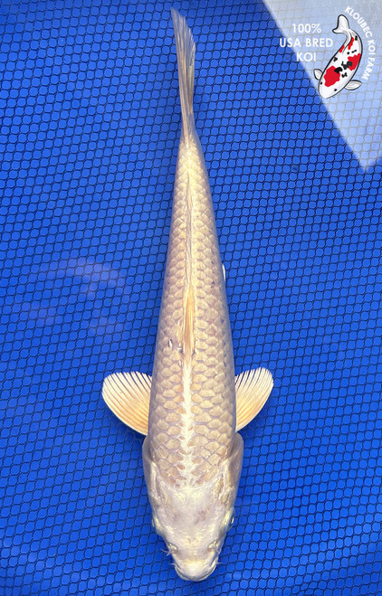 10.5" Cream Ogon Koi #J32716(S5)