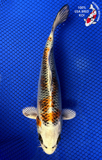 Koi Fish for Sale | Japanese Koi Varieties Online | Kloubec Koi