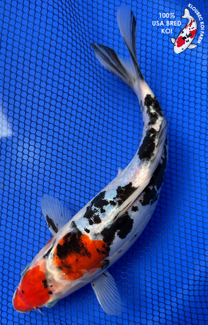 9.5" Doitsu Sanke Koi #J32718(S6)