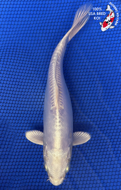 9.5" Doitsu Platinum Ogon Koi #J32719(S6)