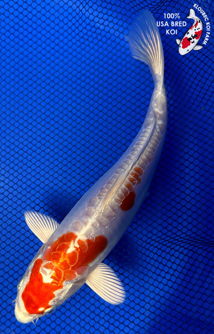 Koi Fish for Sale | Japanese Koi Varieties Online | Kloubec Koi