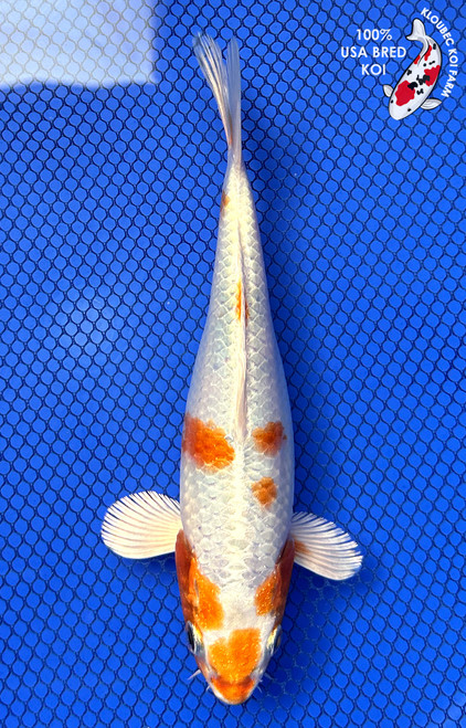 8" Hariwake Koi #J32721(S6)