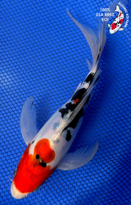 10" Doitsu Sanke Butterfly Koi #J32723(S6)