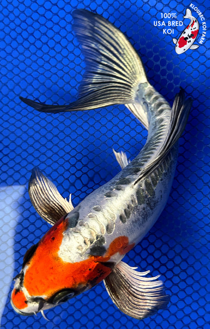 8" Beni Kikokuryu Butterfly Koi #J32726(S6)