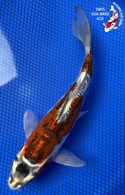 Koi Fish for Sale | Japanese Koi Varieties Online | Kloubec Koi
