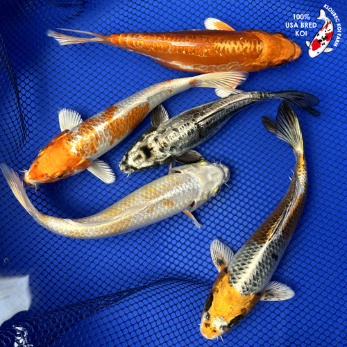 (5) 6-8" Koi Pond Pack #J32731(X44)