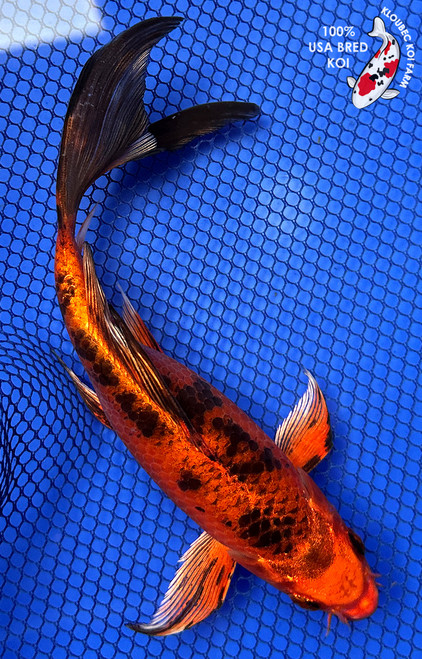8" Hikari Utsuri Butterfly Koi #J32737(X41)