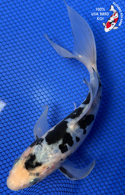 8" Doitsu Shiro Utsuri Butterfly Koi #J32738(X41)
