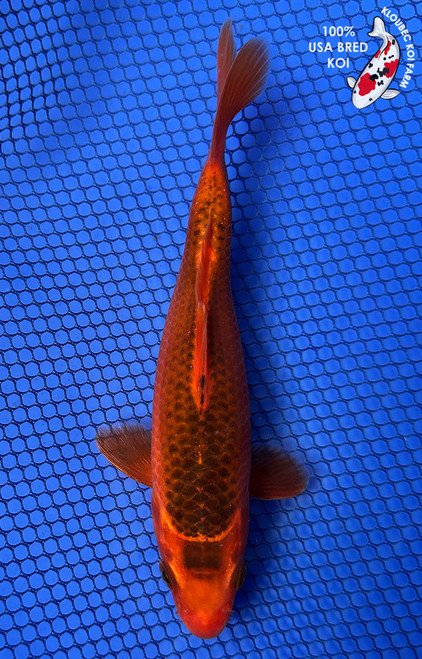 6.5" Aka Matsuba Koi #J32740(X41)