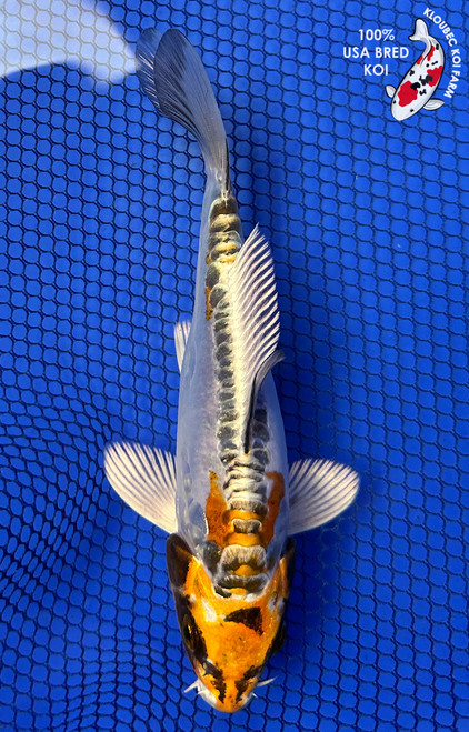 6.5" Doitsu Kujaku Koi #J32741(X41)