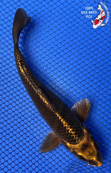 6.5" Nezu Ogon Koi #J32743(X41)