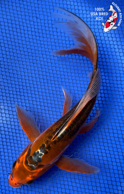 10" Midnight Shusui Butterfly Koi #J32744(X41)