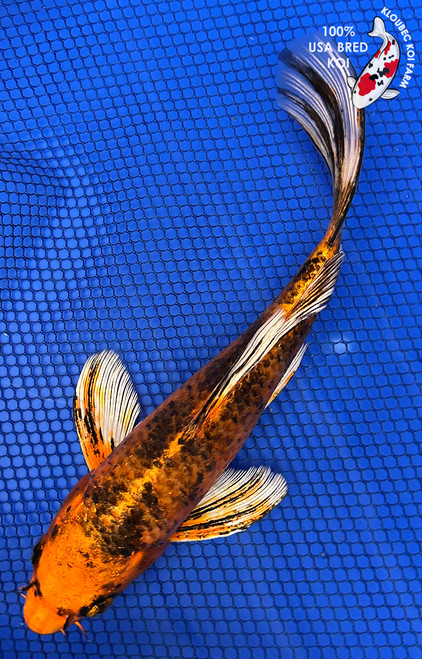 Koi Fish for Sale | Japanese Koi Varieties Online | Kloubec Koi