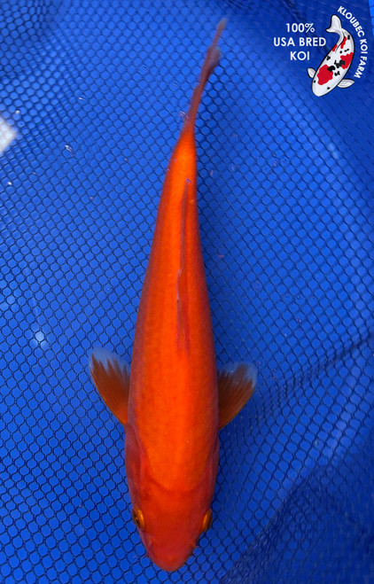 9" Benigoi Koi #J492(S5)