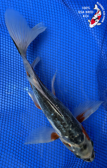 10" Midnight Shusui Butterfly Koi #J493(S5)
