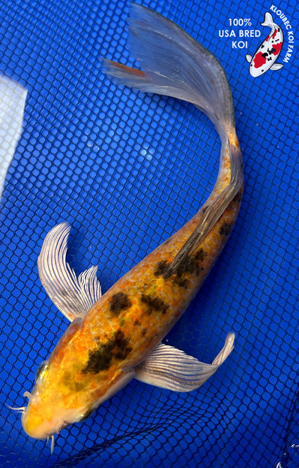 10" Ki Bekko Butterfly Koi #J494(S5)