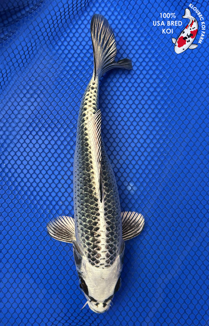 8.5" Gin Matsuba Koi #J495(S5)