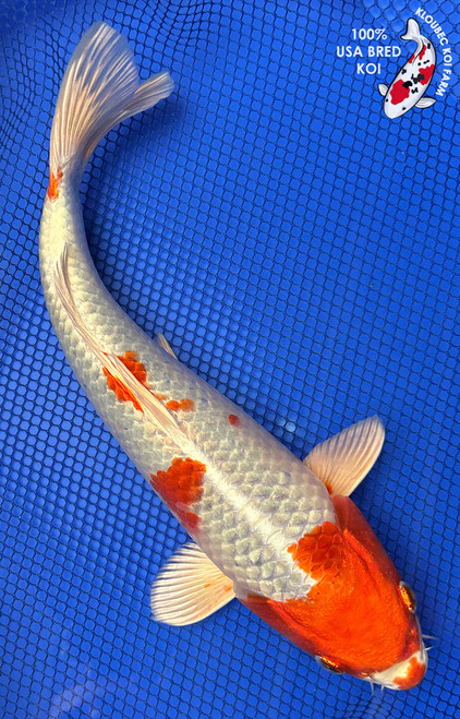 12" Hariwake Koi #J497(S5)