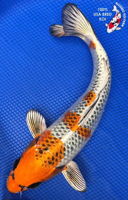 12" Kujaku Koi #J498(S5)