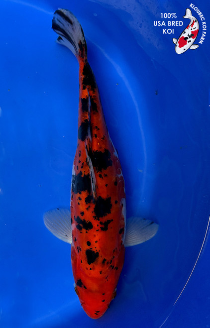 12" "Pepper" Doitsu Sanke Koi #J4911(S5)