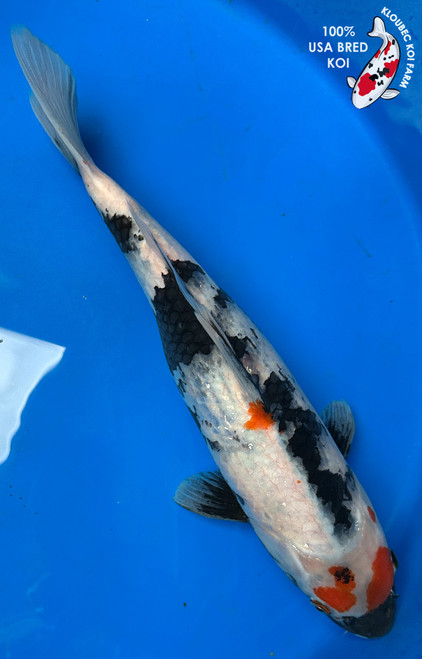 15" Showa Koi #J4913(S5)
