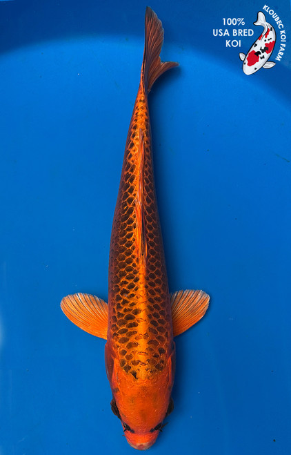 14" Kin Matsuba Koi #J4916(S5)