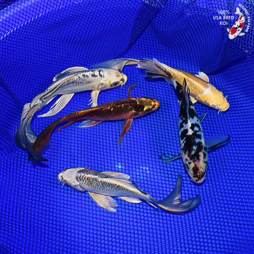 (5) 7-8" Butterfly Koi Pond Pack #L4599(X2)