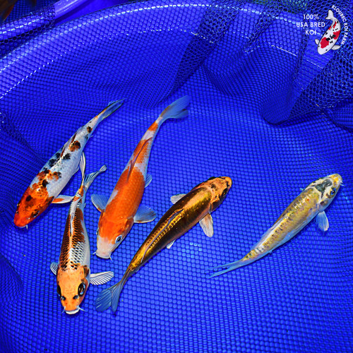 (5) 7-8" Koi Pond Pack #L4603(X2)