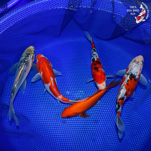 (5) 8-10" Koi Pond Pack #L4611(X3)