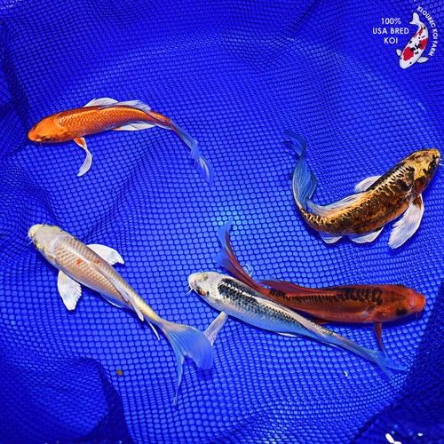 (5) 7-8" Butterfly Koi Pond Pack #L4619(X22)