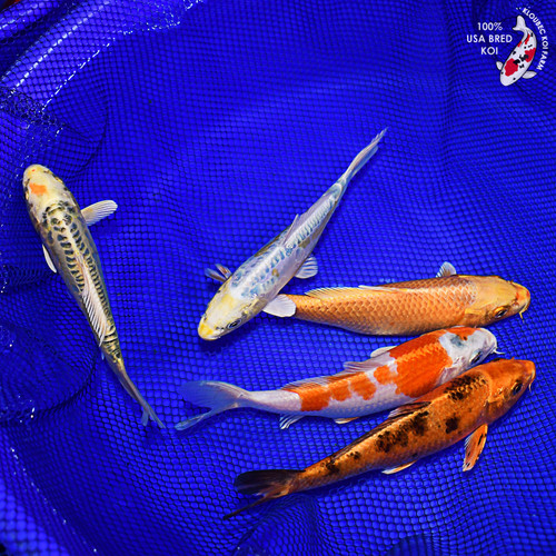 (5) 7-8" Koi Pond Pack #L4623(X30)